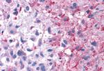 P2Y14 Antibody in Immunohistochemistry (Paraffin) (IHC (P))