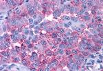 P2Y4 Antibody in Immunohistochemistry (Paraffin) (IHC (P))