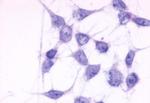 P2Y6 Antibody in Immunocytochemistry (ICC/IF)