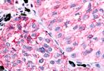 PTGER1 Antibody in Immunohistochemistry (Paraffin) (IHC (P))