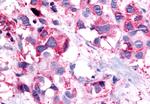 PTGER1 Antibody in Immunohistochemistry (Paraffin) (IHC (P))