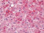 PTGER4 Antibody in Immunohistochemistry (Paraffin) (IHC (P))