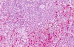 PTPRE Antibody in Immunohistochemistry (Paraffin) (IHC (P))