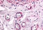 PTPRE Antibody in Immunohistochemistry (Paraffin) (IHC (P))