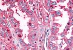 PTPRE Antibody in Immunohistochemistry (Paraffin) (IHC (P))