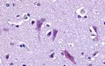 QRFPR Antibody in Immunohistochemistry (Paraffin) (IHC (P))