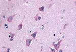 QRFPR Antibody in Immunohistochemistry (Paraffin) (IHC (P))