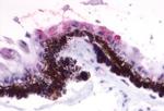 RGR Antibody in Immunohistochemistry (Paraffin) (IHC (P))