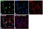 RORA Antibody in Immunocytochemistry (ICC/IF)