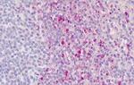 ROR gamma Antibody in Immunohistochemistry (Paraffin) (IHC (P))