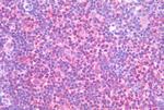 ROR gamma Antibody in Immunohistochemistry (Paraffin) (IHC (P))