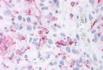 ROR gamma Antibody in Immunohistochemistry (Paraffin) (IHC (P))