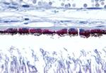 RRH Antibody in Immunohistochemistry (Paraffin) (IHC (P))