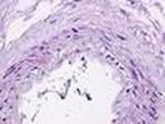 S1P1 Antibody in Immunohistochemistry (Paraffin) (IHC (P))