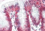 NKCC1 Antibody in Immunohistochemistry (Paraffin) (IHC (P))