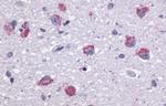 TAAR1 Antibody in Immunohistochemistry (Paraffin) (IHC (P))