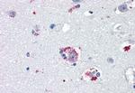 TAAR8 Antibody in Immunohistochemistry (Paraffin) (IHC (P))