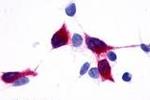 TPRA1 Antibody in Immunocytochemistry (ICC/IF)