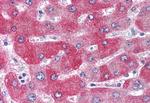 WNT1 Antibody in Immunohistochemistry (Paraffin) (IHC (P))