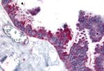 WNT2B Antibody in Immunohistochemistry (Paraffin) (IHC (P))