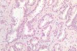 WNT9B Antibody in Immunohistochemistry (Paraffin) (IHC (P))