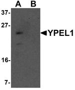 YPEL1 Antibody in Western Blot (WB)