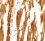 ESRRB Antibody in Immunohistochemistry (IHC)