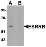 ESRRB Antibody in Western Blot (WB)