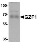 GZF1 Antibody in Western Blot (WB)