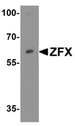 ZFX Antibody in Western Blot (WB)