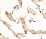 WDR18 Antibody in Immunohistochemistry (IHC)