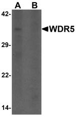 WDR5 Antibody in Western Blot (WB)