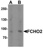 FCHO2 Antibody in Western Blot (WB)