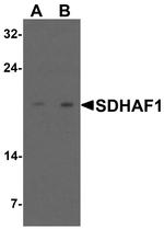 SDHAF1 Antibody in Western Blot (WB)