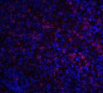 ABCA7 Antibody in Immunohistochemistry (IHC)