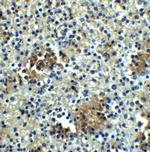 ABCA7 Antibody in Immunohistochemistry (IHC)