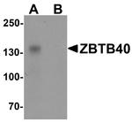 ZBTB40 Antibody in Western Blot (WB)