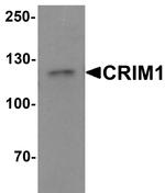 CRIM1 Antibody in Western Blot (WB)