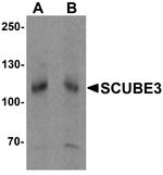 SCUBE3 Antibody in Western Blot (WB)