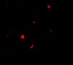 PHLPP1 Antibody in Immunocytochemistry (ICC/IF)