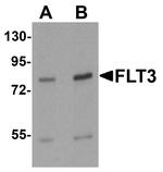 FLT3 Antibody in Western Blot (WB)