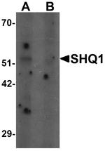 SHQ1 Antibody in Western Blot (WB)