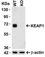 KEAP1 Antibody in Western Blot (WB)