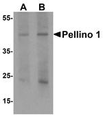 Pellino 1 Antibody in Western Blot (WB)