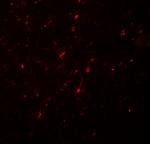 Neurogenin 2 Antibody in Immunohistochemistry (IHC)