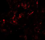 GDF1 Antibody in Immunohistochemistry (IHC)