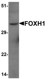 FOXH1 Antibody in Western Blot (WB)