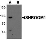 SHROOM1 Antibody in Western Blot (WB)