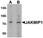 JAKMIP1 Antibody in Western Blot (WB)