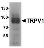 TRPV1 Antibody in Western Blot (WB)